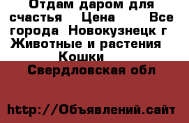 Отдам даром для счастья. › Цена ­ 1 - Все города, Новокузнецк г. Животные и растения » Кошки   . Свердловская обл.